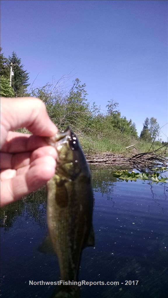 Cassidy Lake Report, Snohomish County, WA NWFR