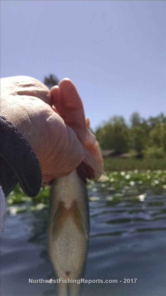 Cassidy Lake Report, Snohomish County, WA NWFR