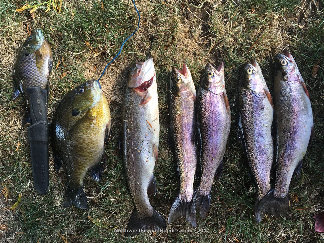 Kapowsin Lake Report, Pierce County, WA NWFR