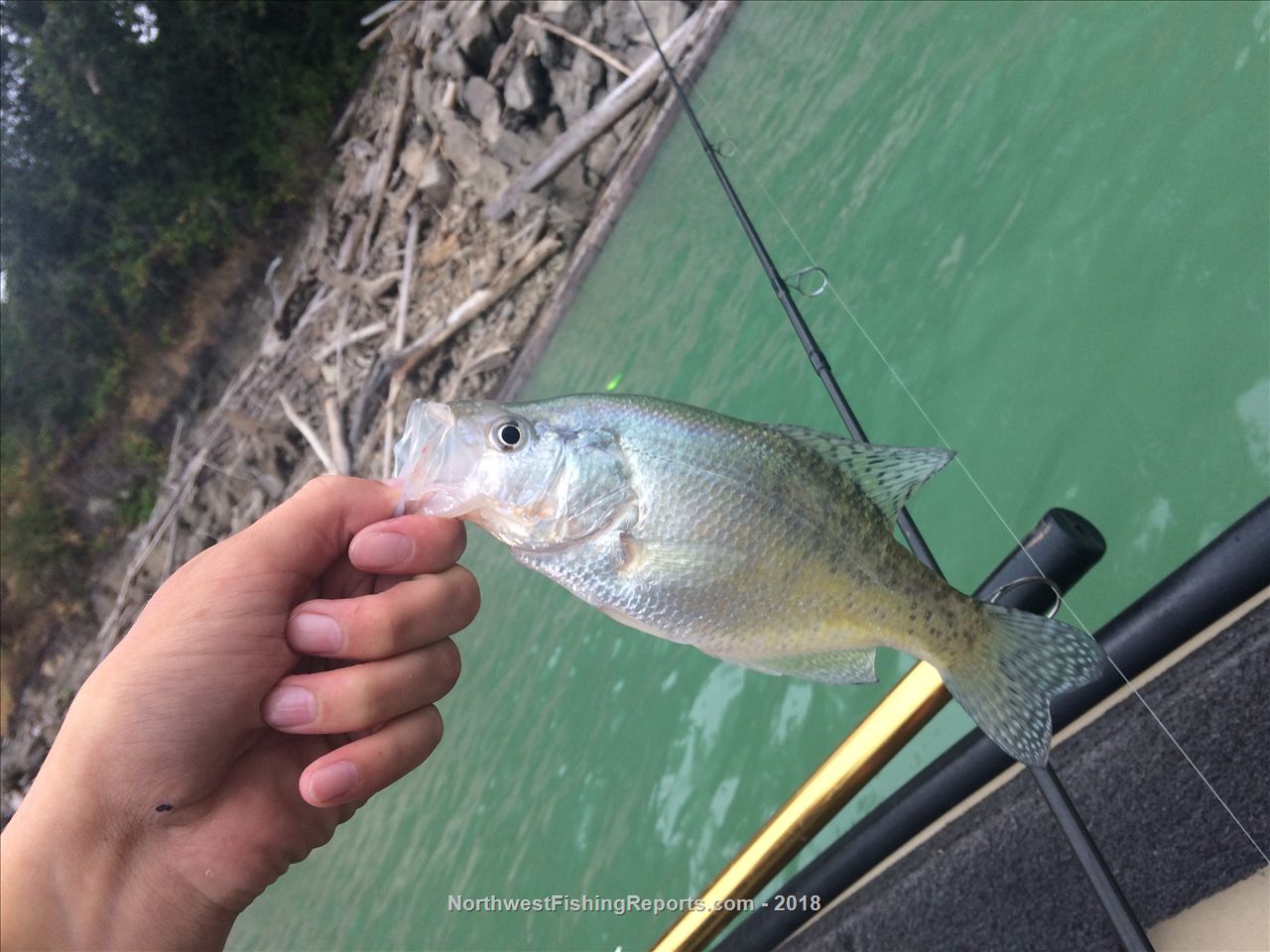 Alder Lake Report, Pierce County, WA NWFR