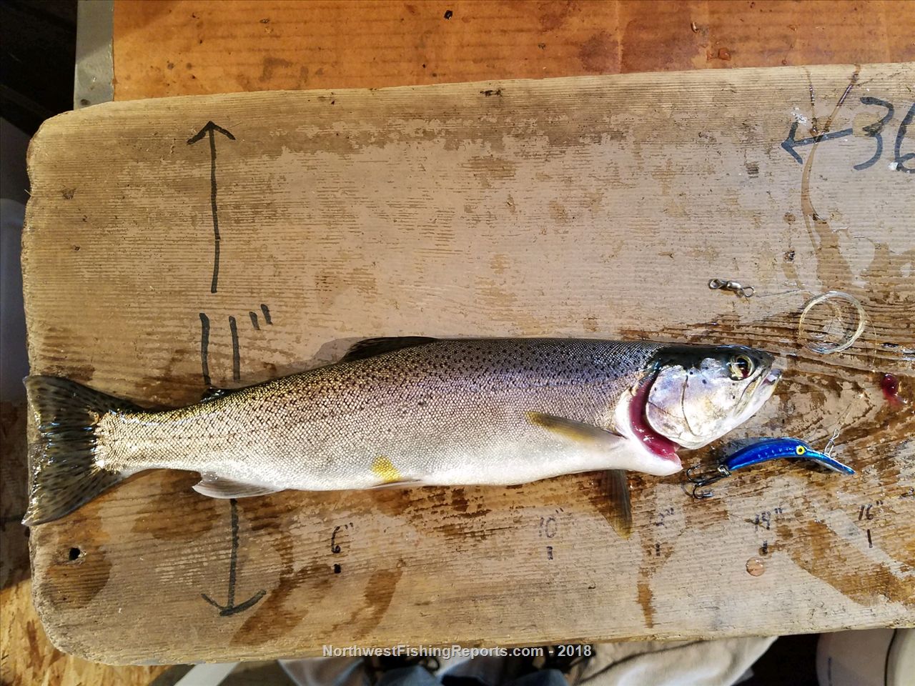 Wildcat Lake Report, Kitsap County, WA NWFR