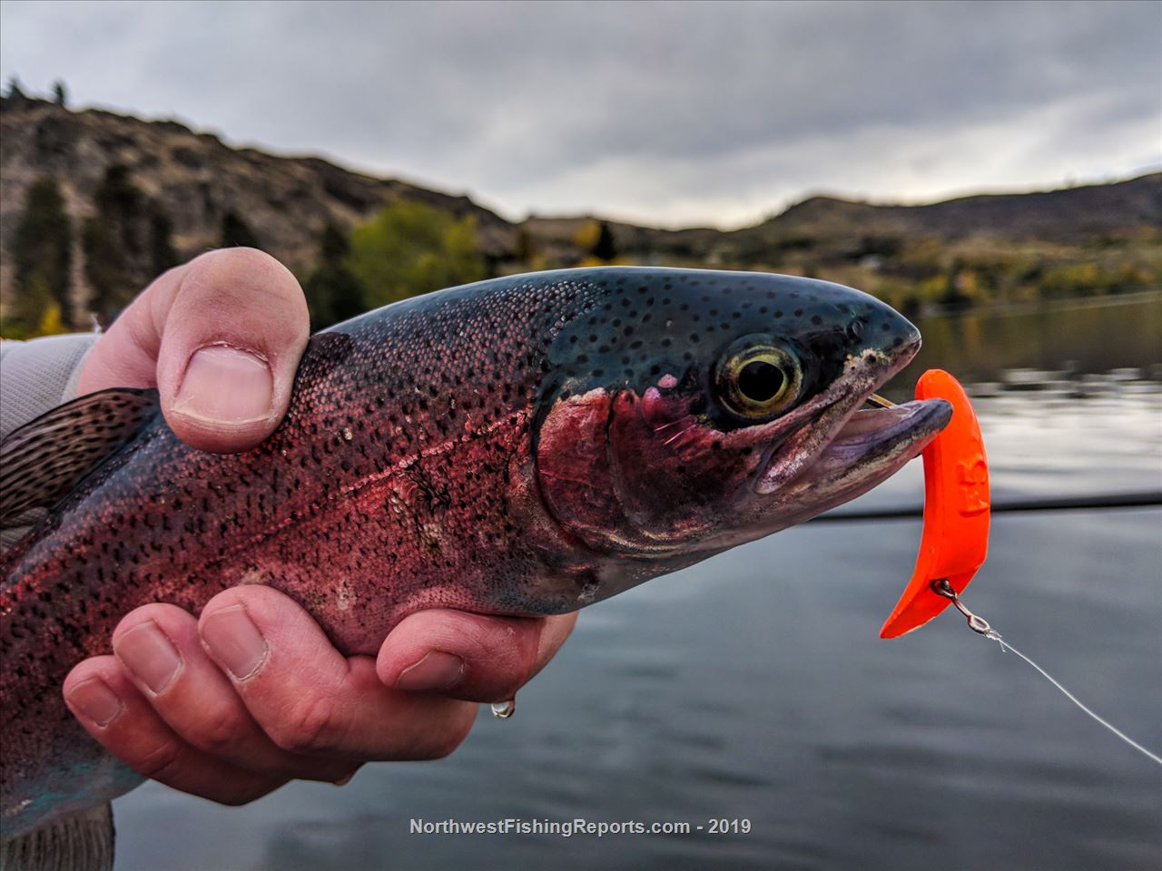 Wapato Lake Report, Chelan County, WA NWFR