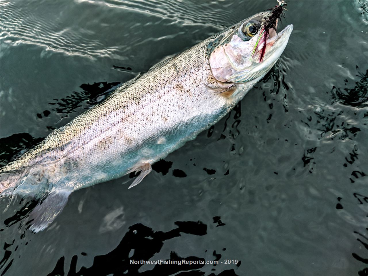 Wapato Lake Report, Chelan County, WA NWFR