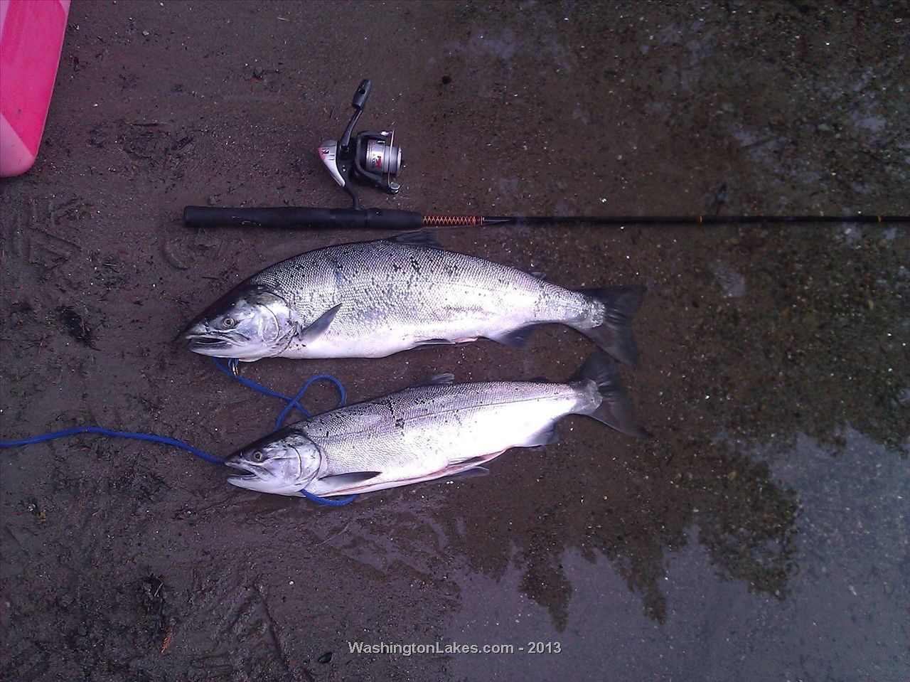 Stillaguamish River Report, Snohomish County, WA NWFR