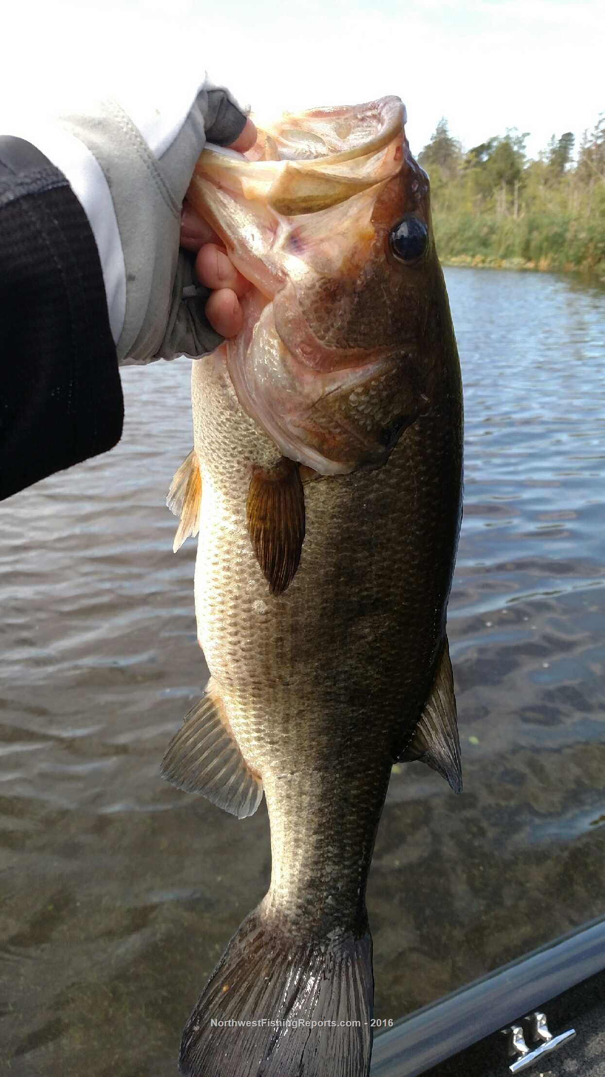 Fazon Lake Report, Whatcom County, WA - NWFR