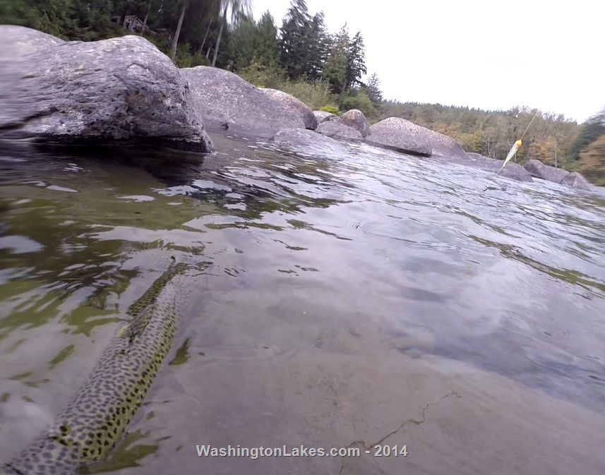 Skykomish River Report, Snohomish County, WA NWFR