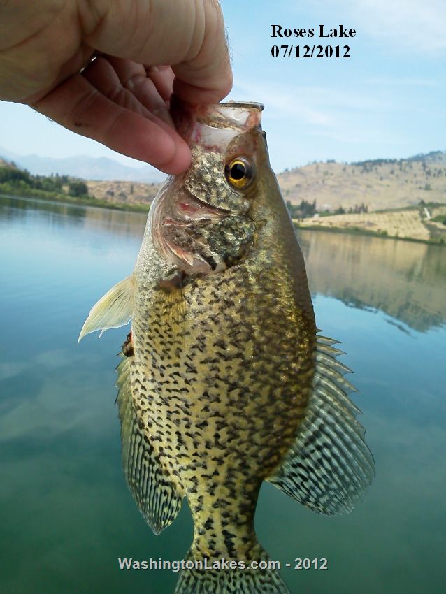 Wapato Lake Report, Chelan County, WA NWFR