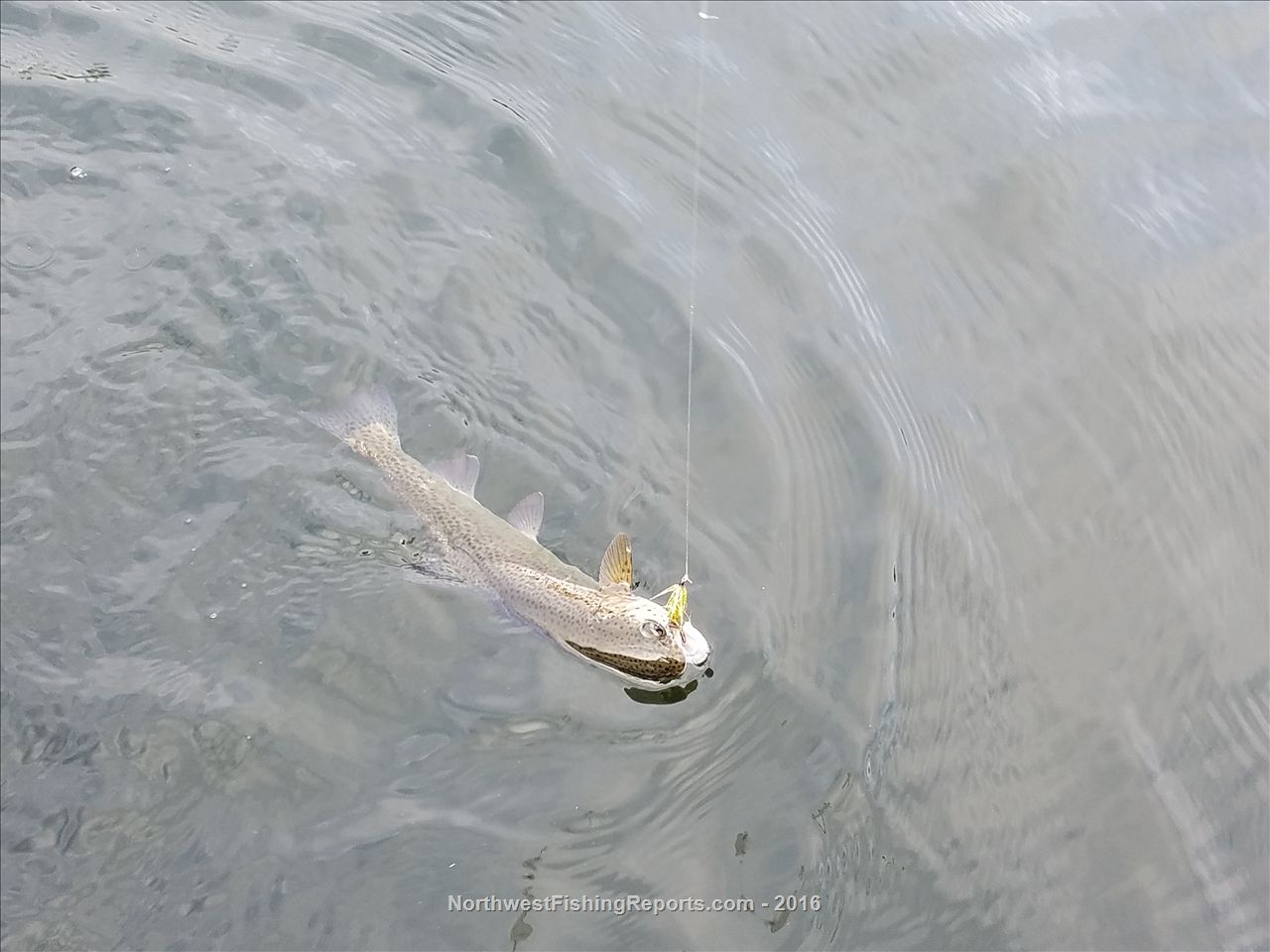 Ketchum Lake Report, Snohomish County, WA NWFR