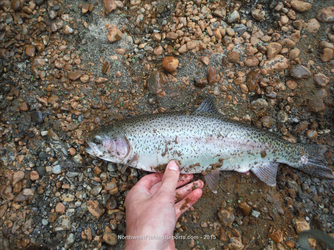 South Fork Snoqualmie River Report, King County, WA NWFR