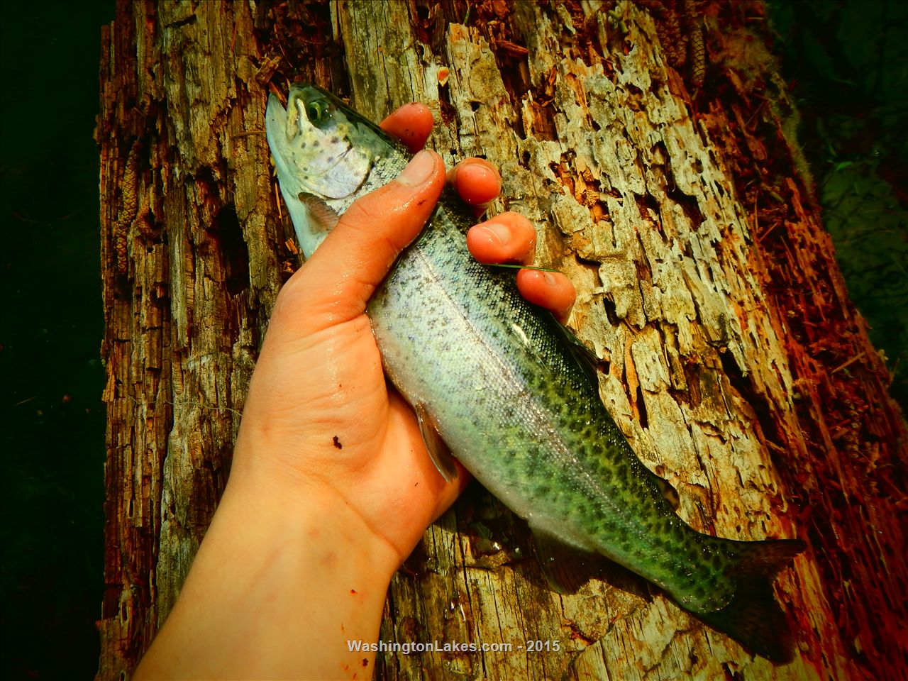 Battle Ground Lake Report, Clark County, WA NWFR