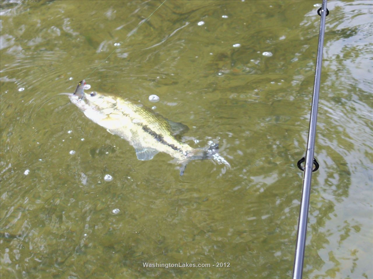 Horseshoe Lake Report, Kitsap County, WA NWFR