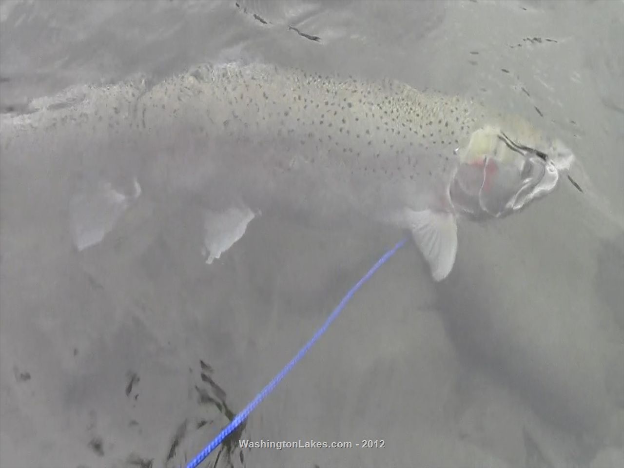 Skykomish River Report, Snohomish County, WA NWFR