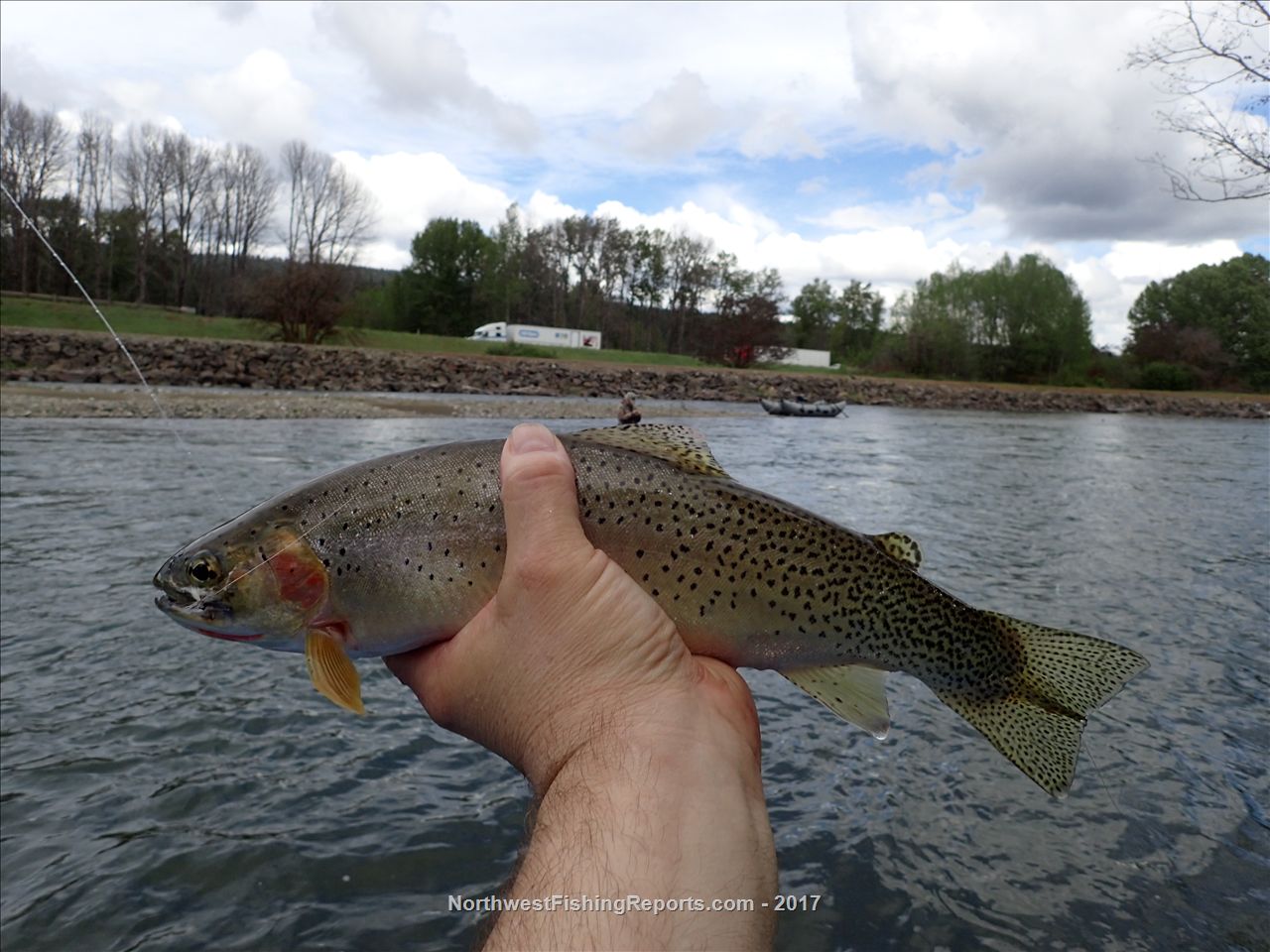Cle Elum River Report, Kittitas County, WA NWFR