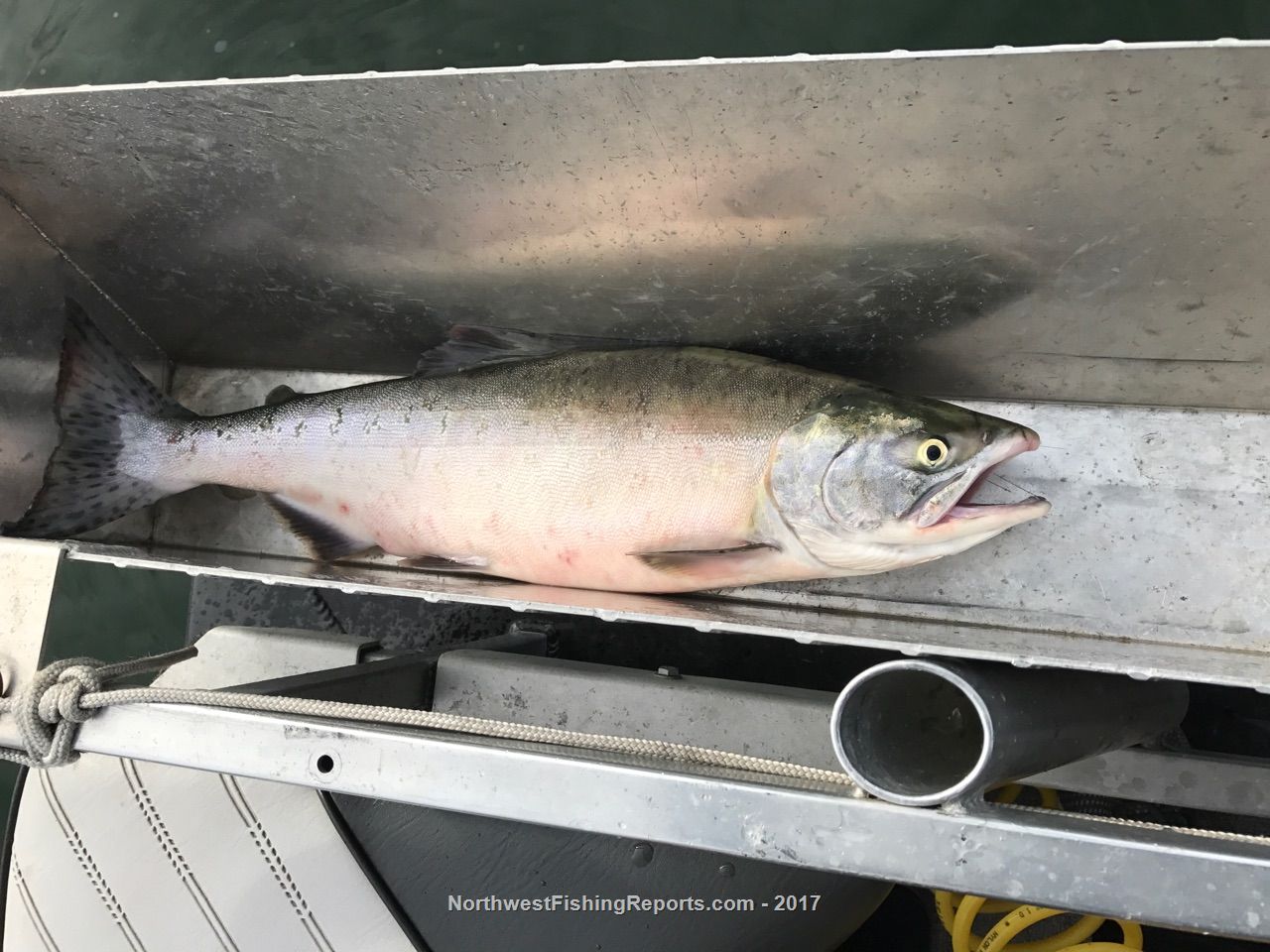 Snohomish River Report, Snohomish County, WA NWFR