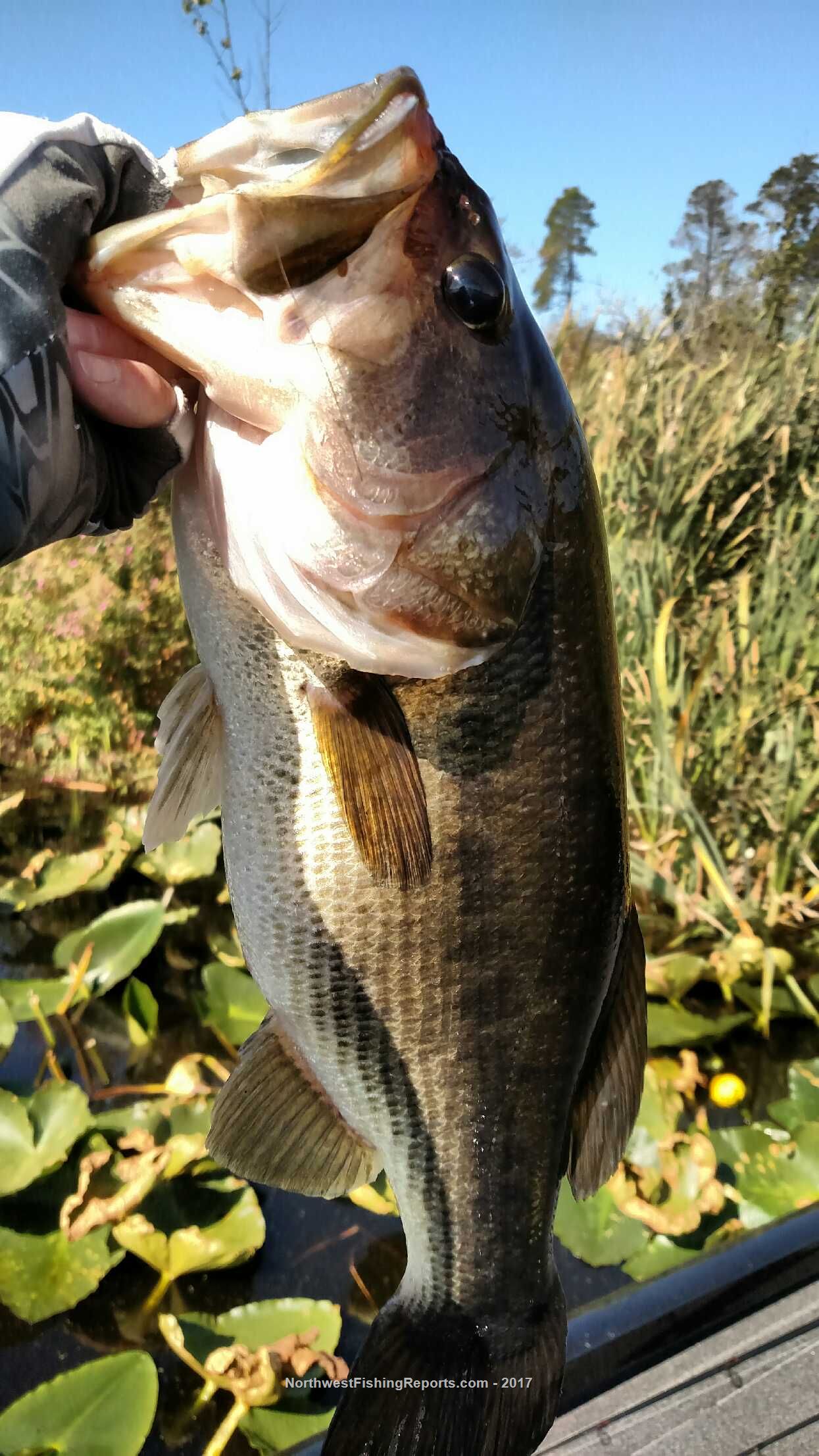 Fazon Lake Report, Whatcom County, WA - NWFR