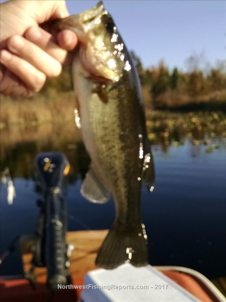 Cassidy Lake Report, Snohomish County, WA NWFR