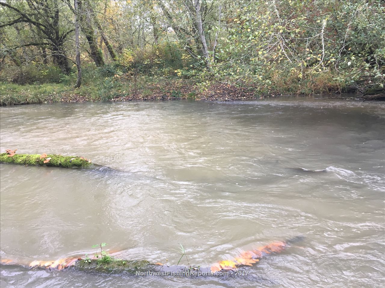 Skookumchuck River Report, Lewis County, WA NWFR