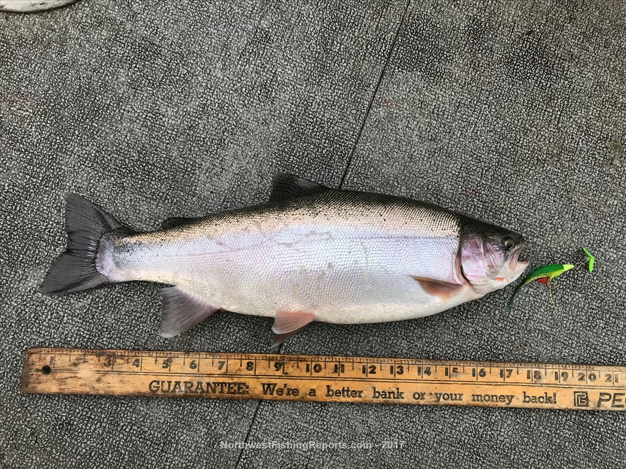 Sprague Lake Report, Adams County, WA NWFR