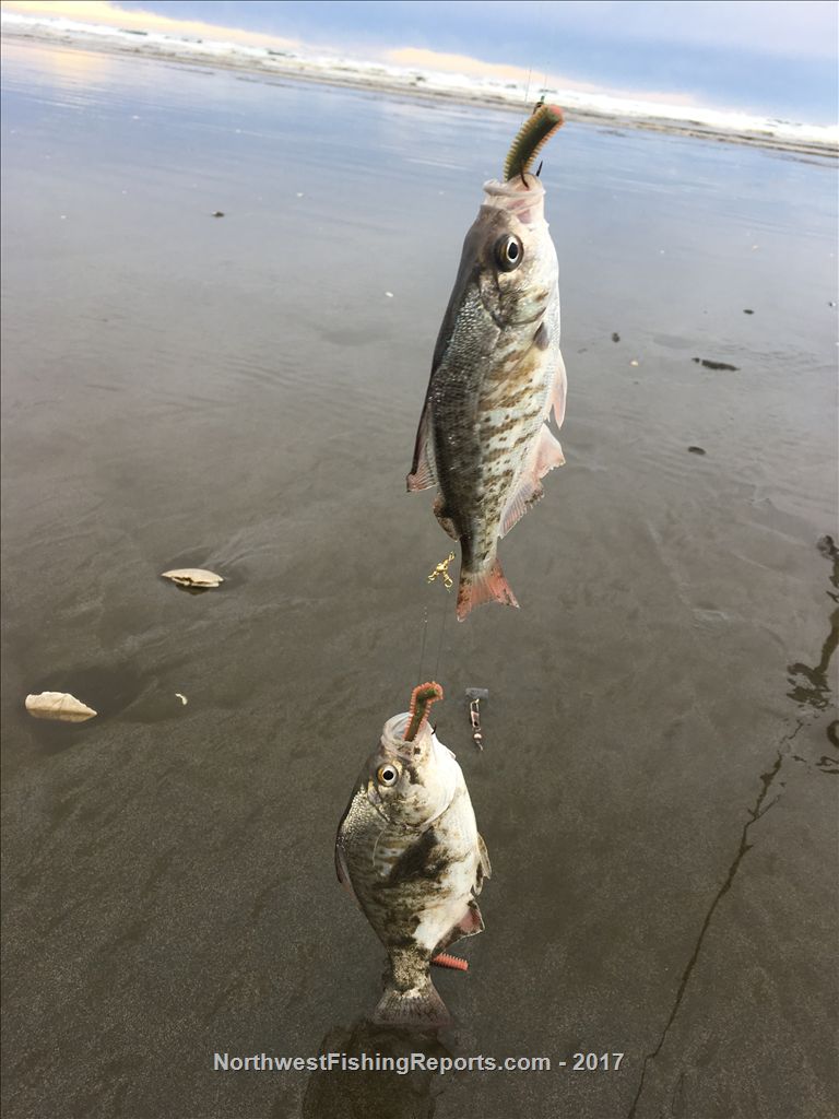 Area 2 Westport Ocean Shores Report, Washington NWFR
