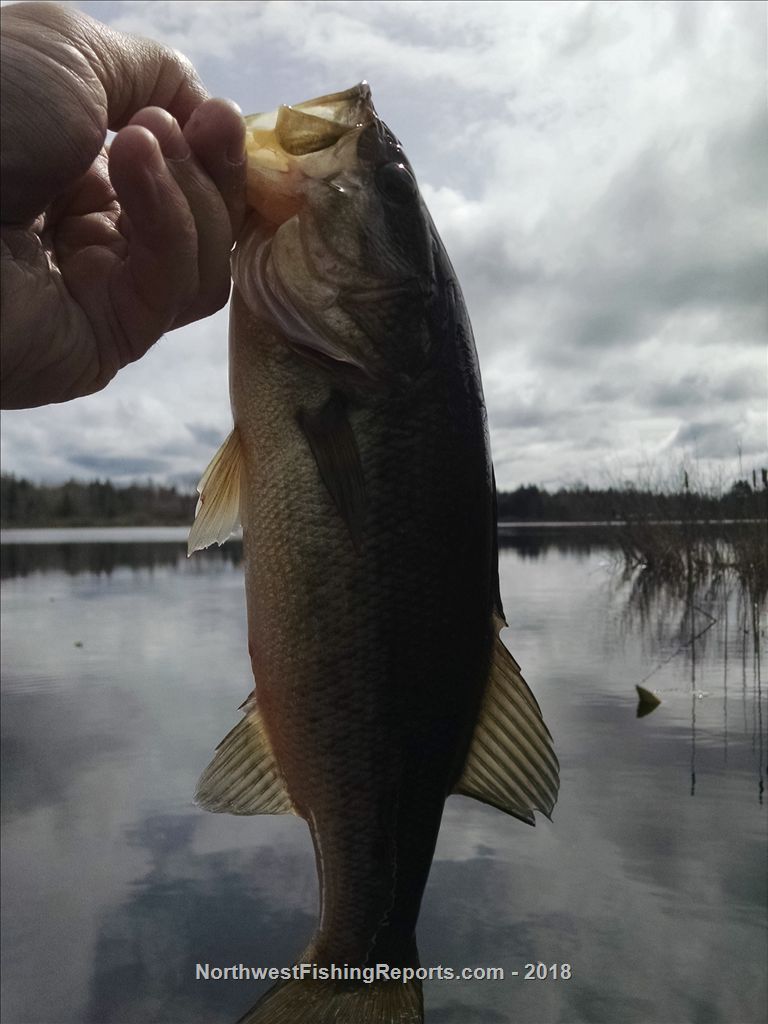 Cassidy Lake Report, Snohomish County, WA NWFR