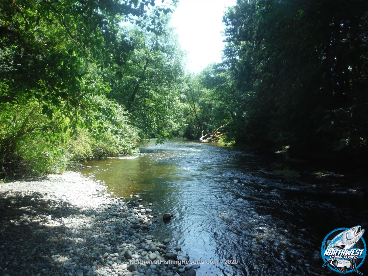 Satsop River Report, Grays Harbor County, WA NWFR