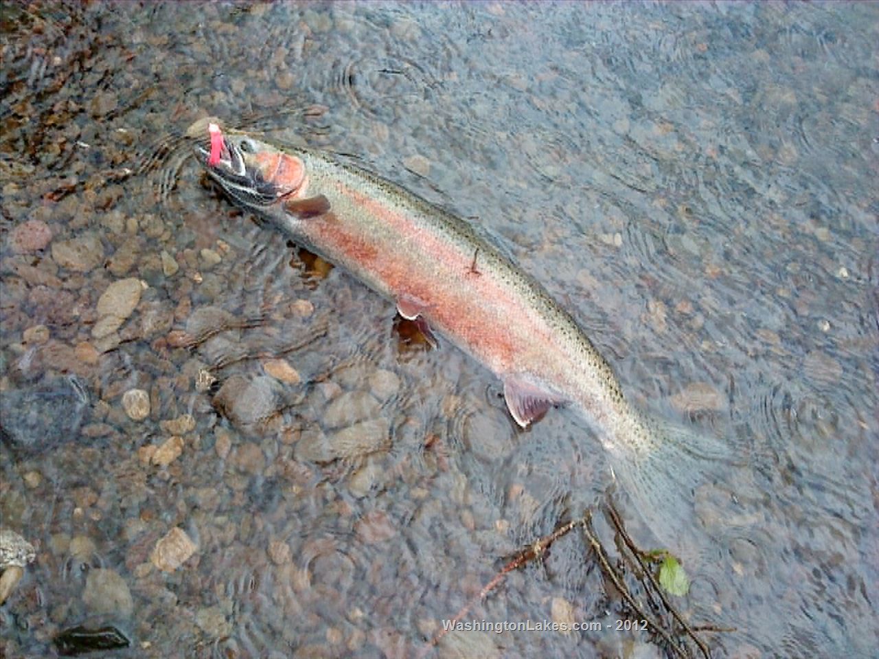 Skookumchuck River Report, Lewis County, WA NWFR