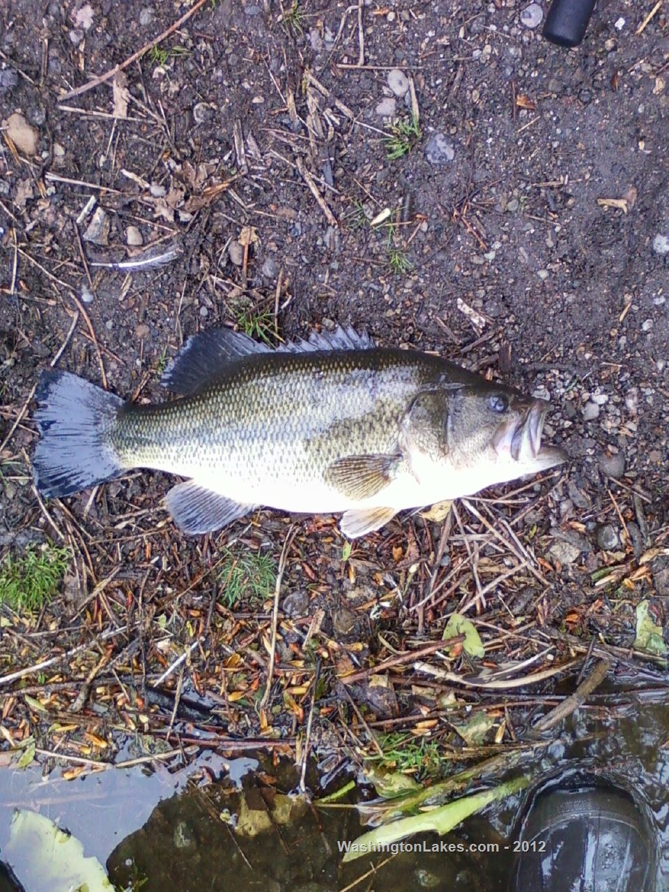 Steilacoom Lake Report, Pierce County, WA NWFR