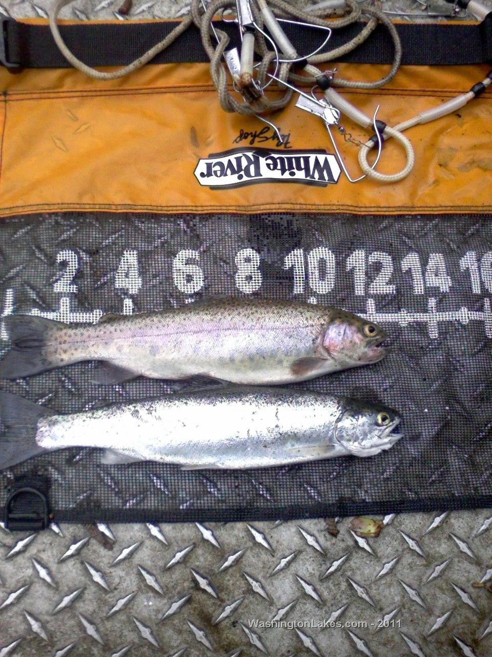 Steilacoom Lake Report, Pierce County, WA NWFR