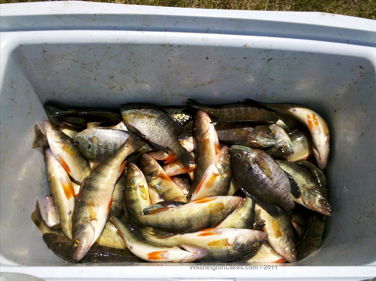 Liberty Lake Report, Spokane County, WA NWFR