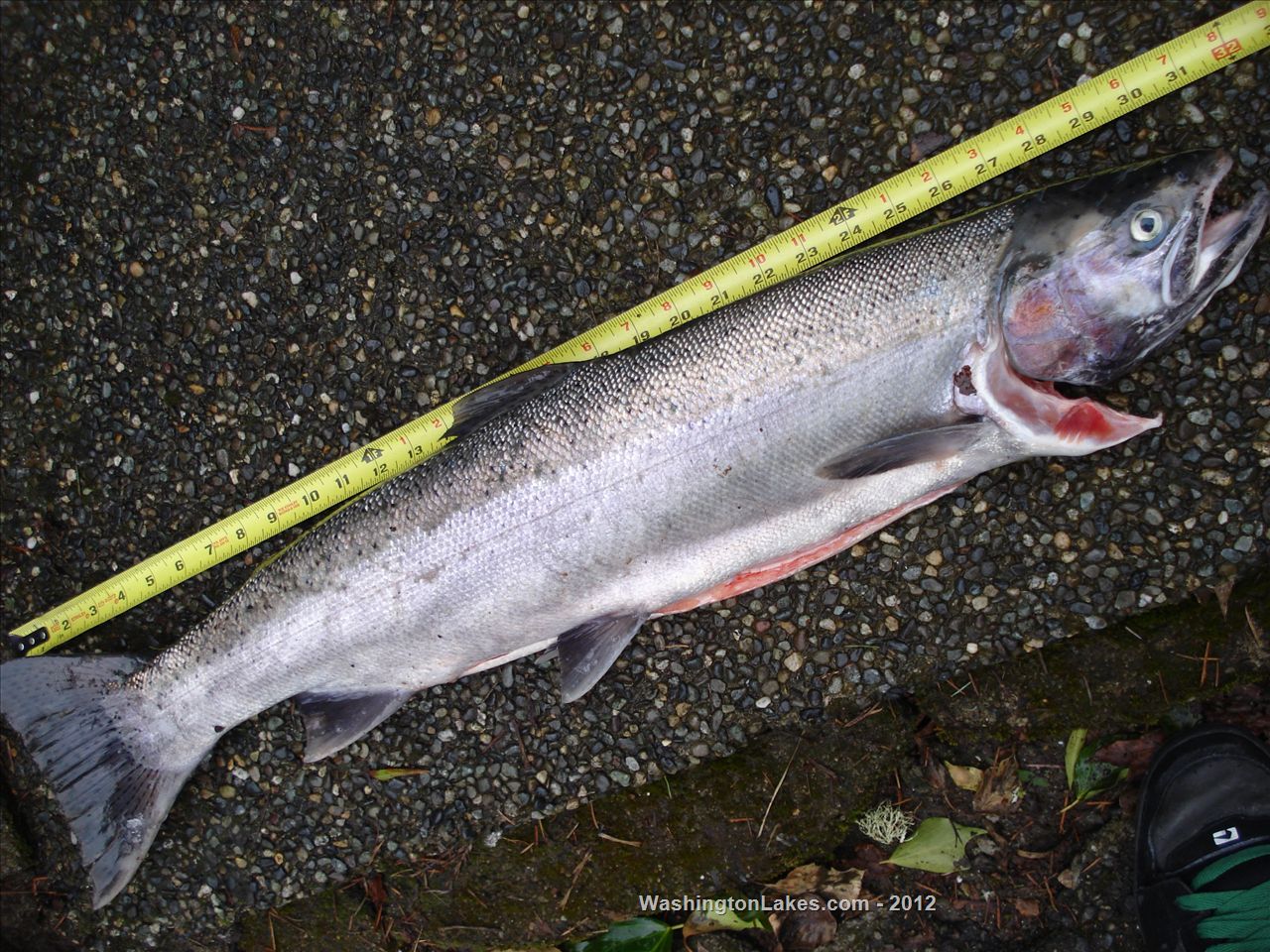 Skookumchuck River Report, Lewis County, WA NWFR
