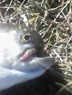 TAZ_Fish_1_1.jpg