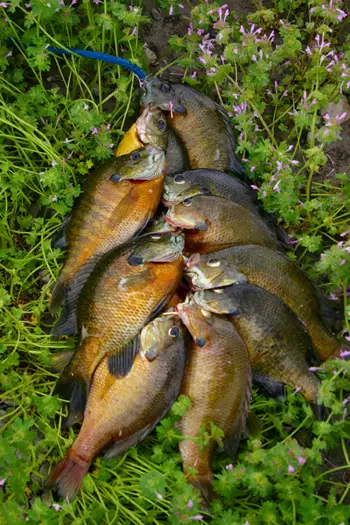 BLUEGILL3.jpg