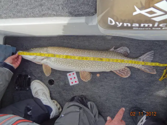 Brians 39%22 Pike1.jpg
