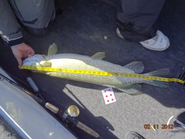 Brians 36%22 Pike1.jpg