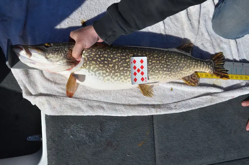 s team 32.5 %22 pike Resized.jpg