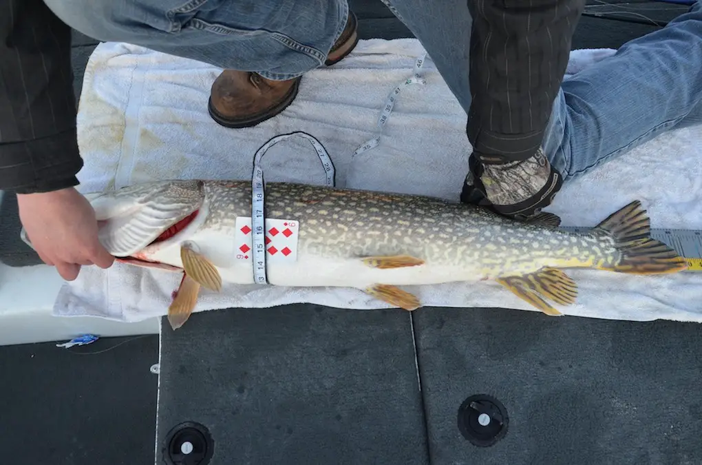 s team 1st 40%22 pike resized.jpg
