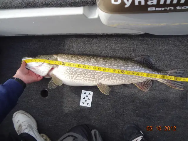 s 38%22 pike.jpg