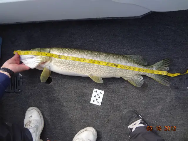 s 37%22 pike.jpg