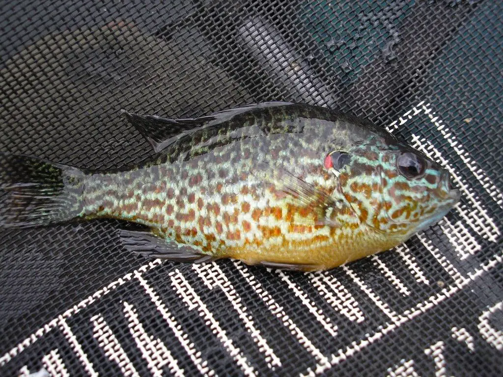 P5240010_1.jpg