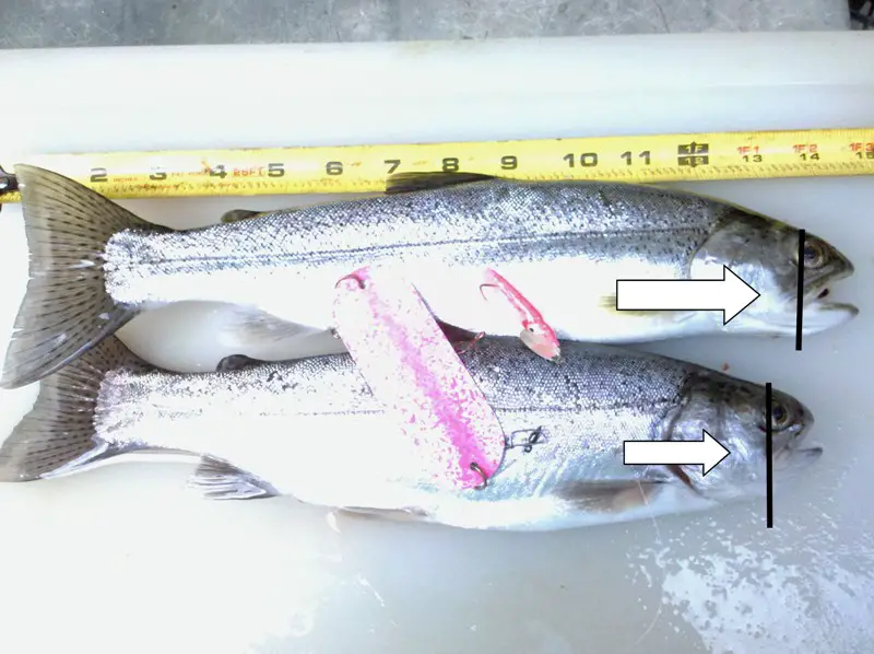 another line bow and trout.jpg