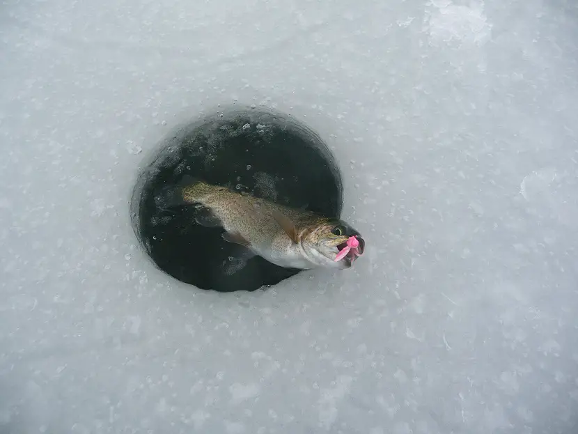 New Yrs Eve and White Fish 037.JPG