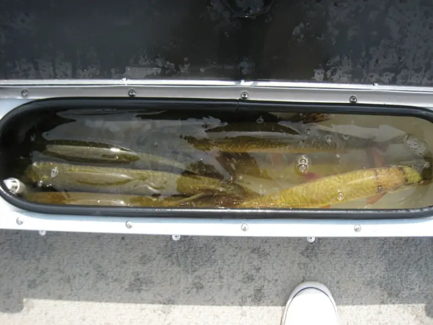 10 Pike.JPG