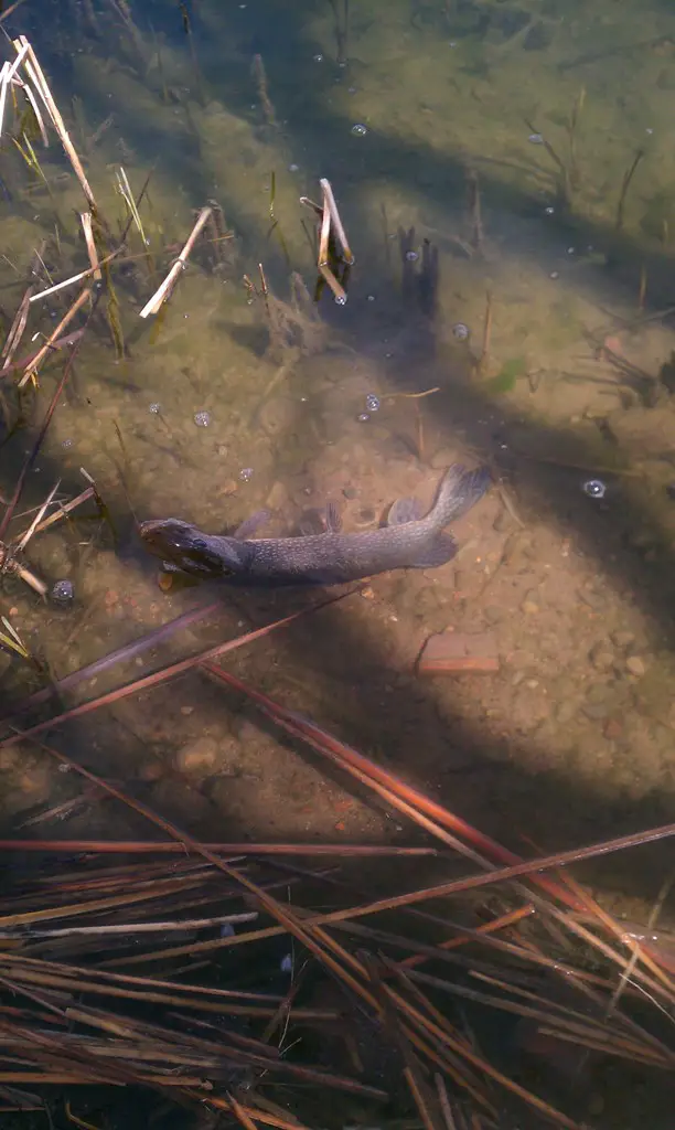 Pike 2.jpg