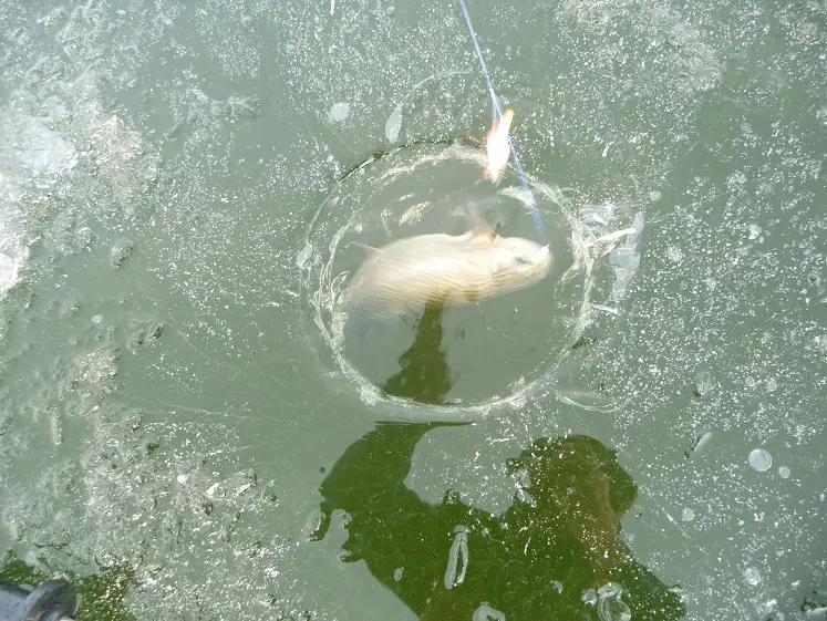 first iced trout 001.JPG