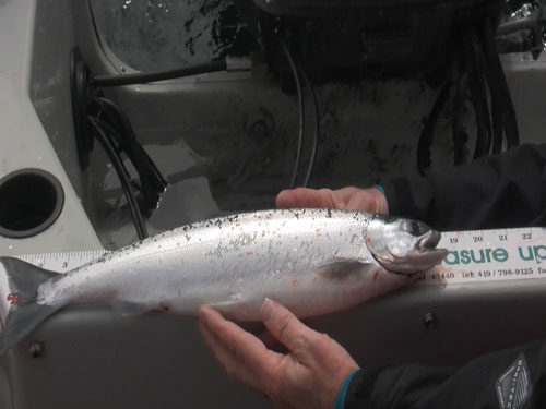 Big-Fish.jpg
