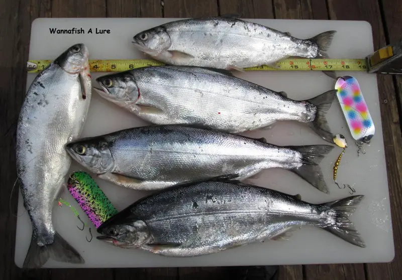 1st limit of the year sm.jpg