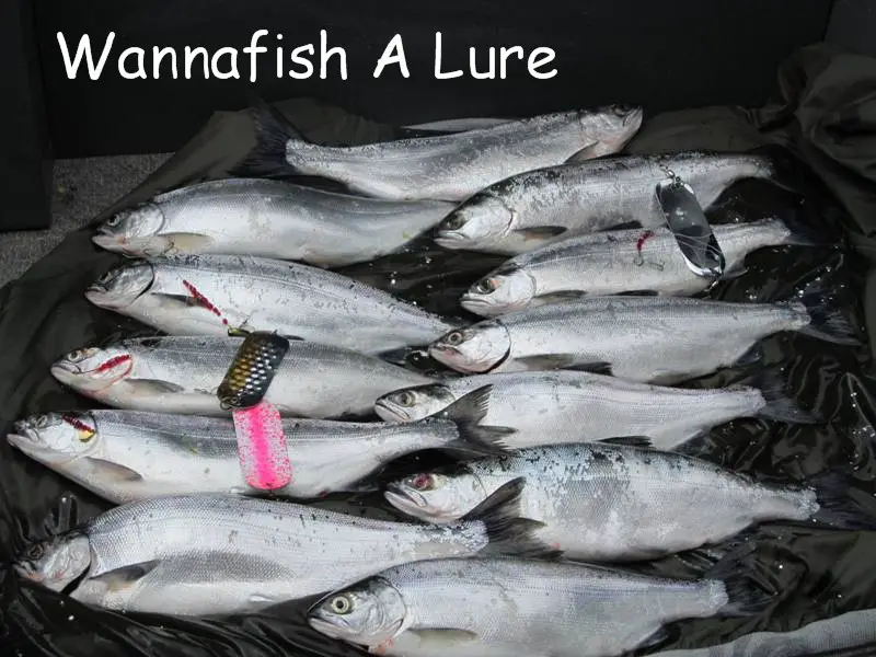 5-17-14 all our catch.jpg
