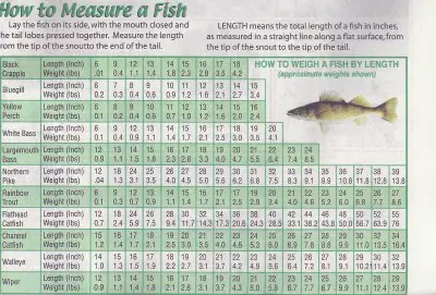 fish weights.jpg