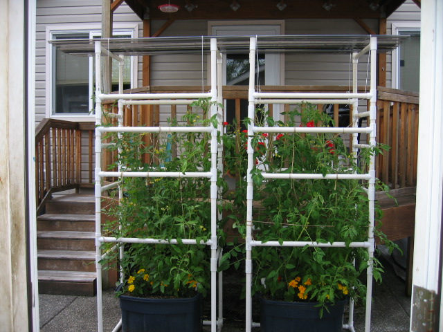 Tomatos.JPG