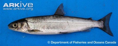 Adult-Atlantic-whitefish.jpg